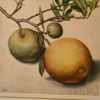 GEORG FLEGEL, 3 st grafiska blad