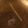 CHAMPAGNE/VINKYLARE, 2 st