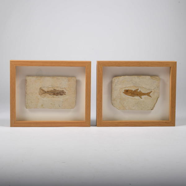 FOSSILER, 2 st, monterade i ramar 
