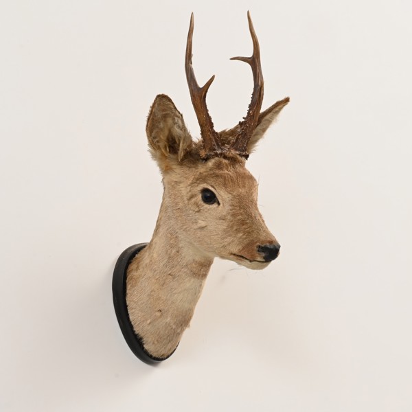 JAKTTROFEE, Råbock, bogmontage 