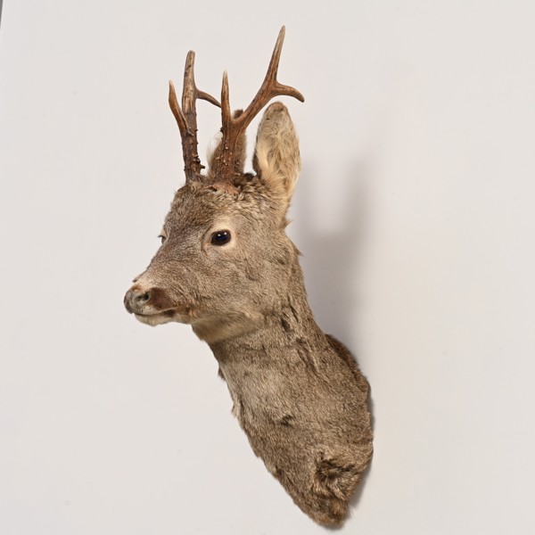 JAKTTROFE, Råbock, bogmontage