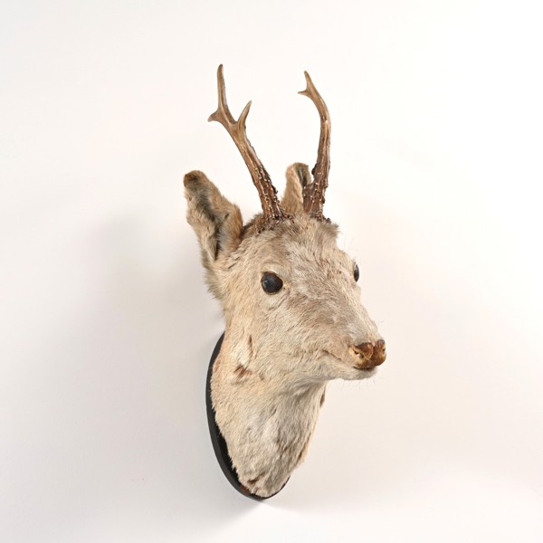 JAKTROFEE, Råbock, bogmontage