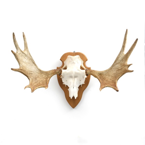 ÄLGHORN, udda 14-taggare