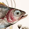 FISKSERVIS, "Fish", England, 11 dlr