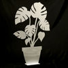 LONNEBERG, MONSTERA, 3 st